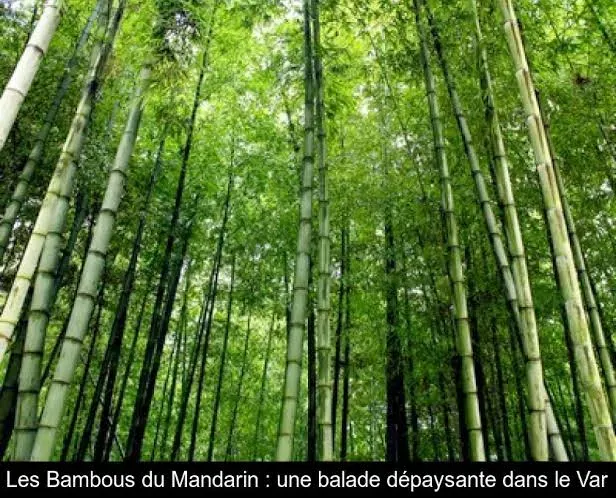 Les Bambous du Mandarin